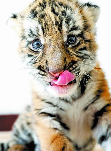 洛阳四只华南虎崽"露脸"了 洛阳市王城公园成功繁育4只华南虎,在长江