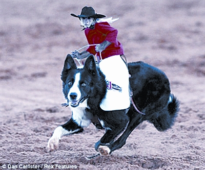骑上狗狗驰骋草原"牛仔"猴走红网络