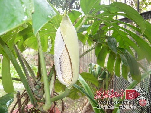 5岁龟背竹开花了 北方开花比较罕见(图)_新闻中心_新浪网