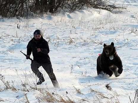 波兰警察打熊不成险成棕熊猎物(组图)