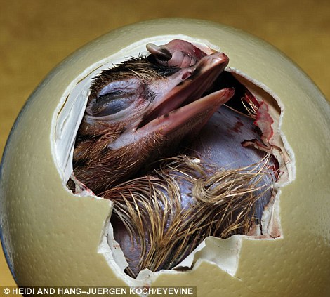 与作为礼物的复活节彩蛋不同,这枚蛋更坚硬,需要里面的小生命(鸵) )