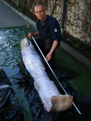瑞典130年来首次发现传说中的大海蛇鲱王皇带鱼(图)