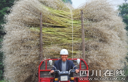 蒲江農民拉著秸稈去賣譚曦攝蒲江一公司利用新技術將秸稈粉碎製成新型