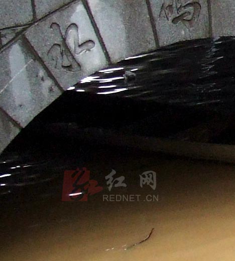 6月8日,湖南溆浦县城城北防洪大堤水码头,不时被洪水冲来许多蛇,引来