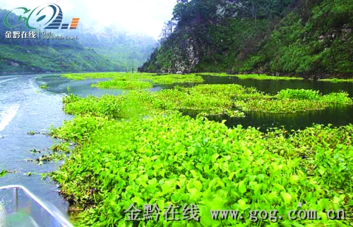 水葫芦疯长