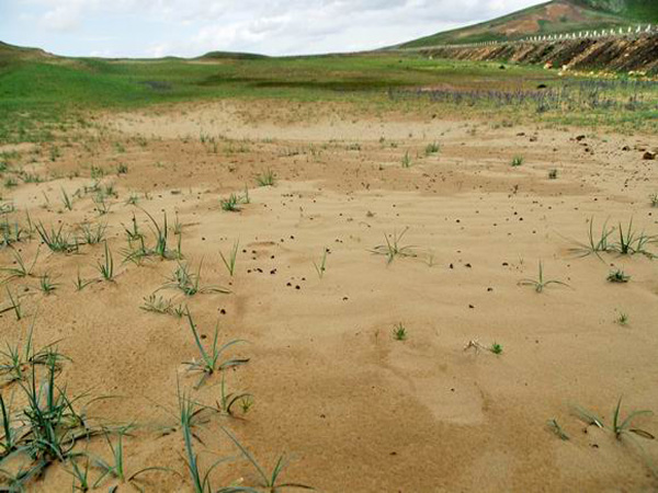 61%,草原生态环境恶化,土地沙化基本