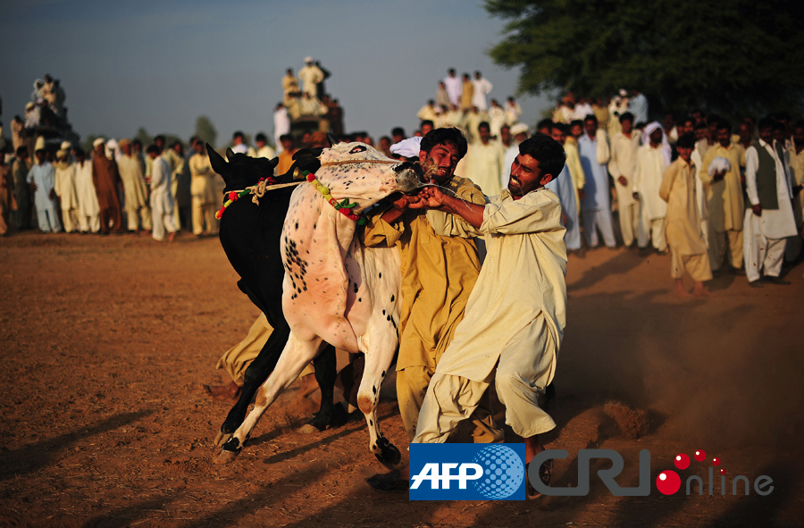 巴基斯坦旁遮普省举办传统赛牛比赛(高清组图)
