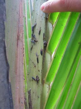 虫患致琼海椰子树大量枯萎 专家提供3方法防治