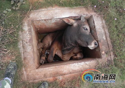 坑洞里的秘密=洞里的秘密尸骸到底甚么来源