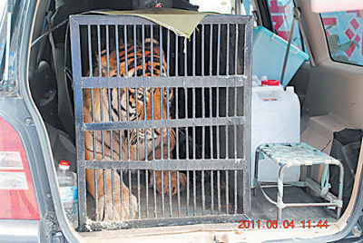 非法贩运的东北虎被囚禁在车后尾厢中.陈颖 摄