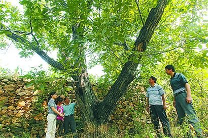 高而有棵核桃树王