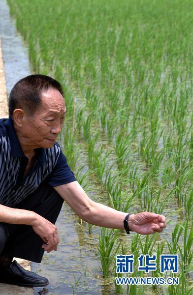 袁隆平巨型水稻图片图片