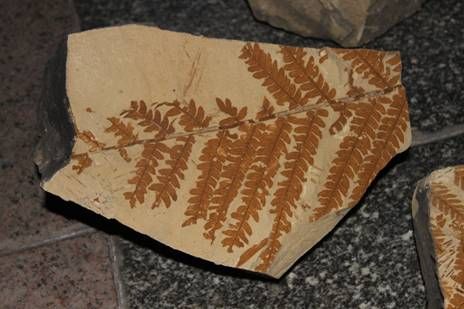 新疆吐鲁番鄯善县沙尔湖发现大量蕨类植物化石