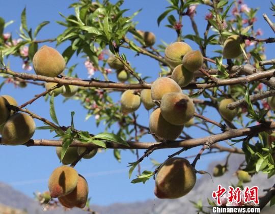 雲南東川一桃樹四季花果同樹令人稱奇