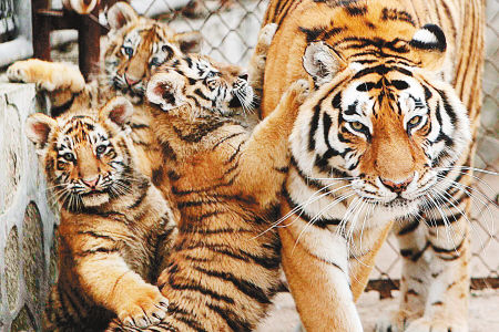 1月7日,2月9日,西安秦岭野生动物园老虎繁殖基地3只老虎妈妈接连产崽