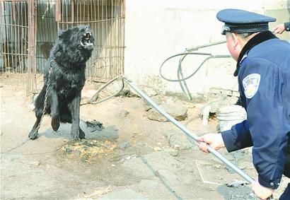 这条藏獒马上向民警猛扑过去,连接拴狗铁链和车斗的u形铁丝被挣得变形