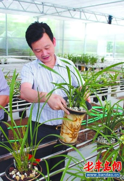 36万兰花只能3000元贱卖天价兰花如今变草