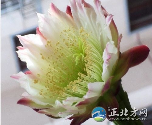 张女士家的虎头山影32年来首次开花