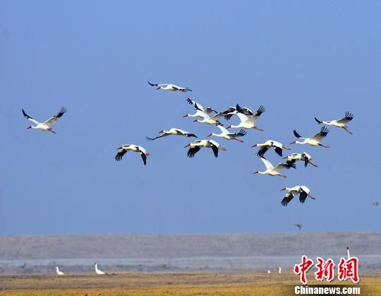 法库獾子洞国家湿地公园内的白鹤(资料图). 法宣 摄