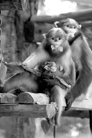 动物园黔金丝猴喜得"贵子"