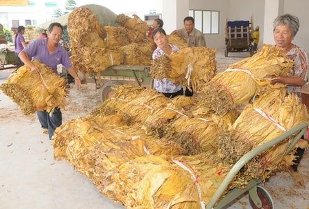 韶关南雄烟叶大丰收农民将有35亿元收入