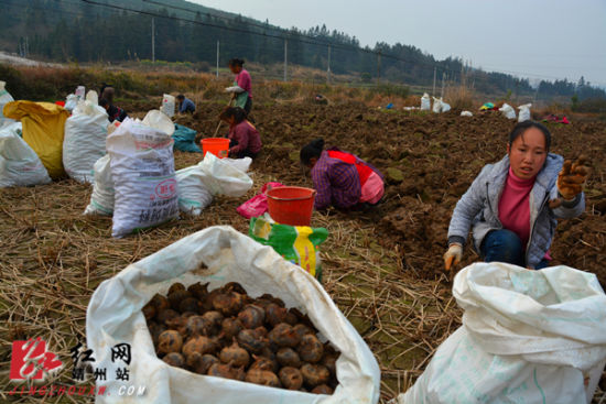 靖州苗族侗族自治县有名的甜点(靖州苗族侗族自治县有名甜点是什么)