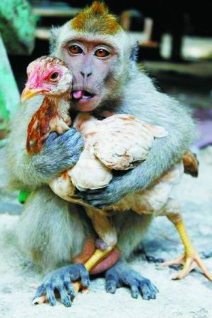 鸡猴"深情相拥"