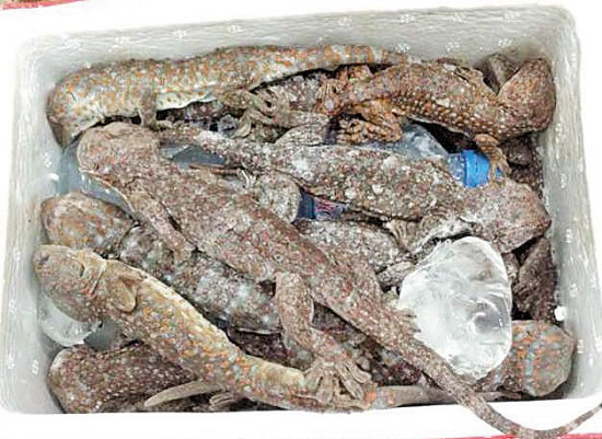 从柬埔寨带回蜥蜴干就在机场被拦下