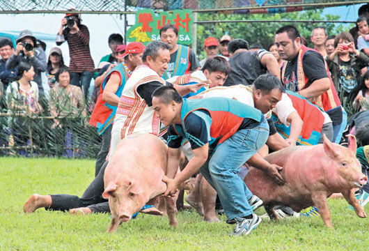 台湾布农族祭典抓猪仪式被指"虐猪 族人抗议