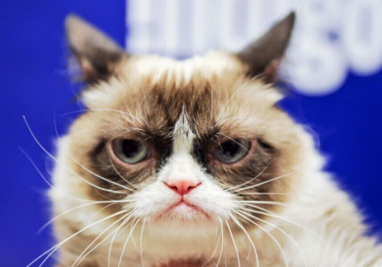 暴躁猫吸金能力惊人为主人带来1亿美元收入