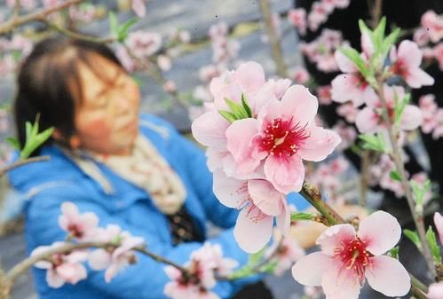 1月23日,在新絳縣萬安鎮天地廟村千畝連片日光溫室大棚裡,桃農馬全英