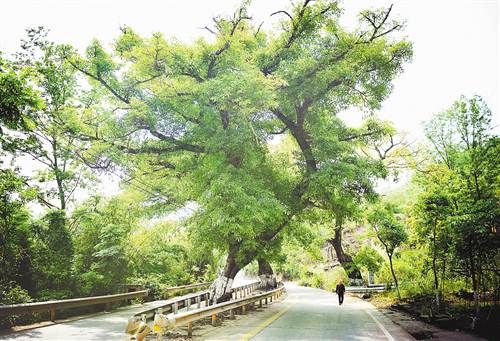200多岁黄葛树挺立路中央