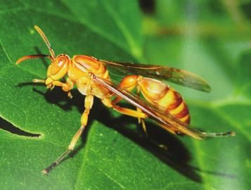 珀蝽.   小点异鹿天牛.   今天是夏至,代表炎热将至.