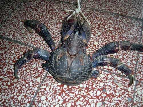 3公斤重椰子蟹(图)