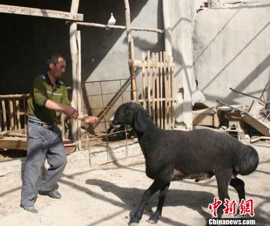 阿瓦提县畜禽改良站技术员塔依尔·热合曼说,刀郎羊也称麦盖提羊