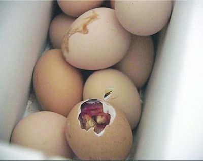 活珠子放了几天孵出小鸡来原是气温较高致孵化图