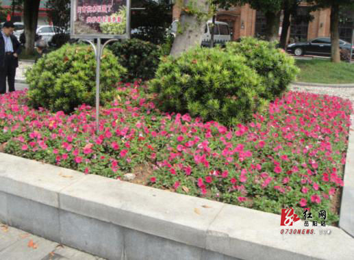 公園花壇更換時令草花點