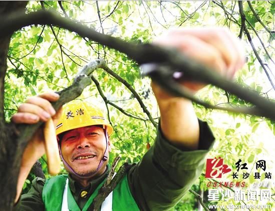 园林工人花昆仑正在为一株樟树修剪多余的枝叶 盛磊 摄