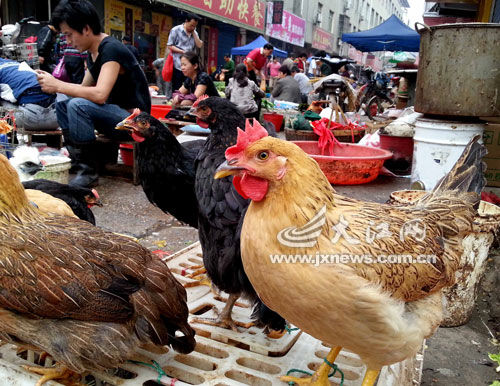 南昌开放活禽交易 市场恢复"元气"需时日[图]