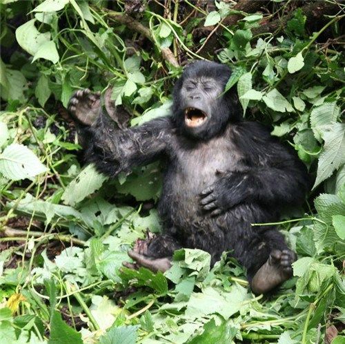 猩猩捶胸口表情包图片