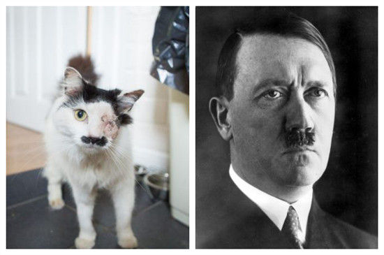 (tredworth)7岁小猫巴兹(baz)因长得太像纳粹独裁者希特勒(adolf