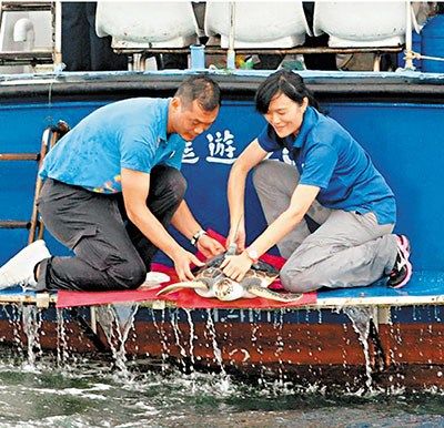 香港放生三隻綠海龜一隻玳瑁(圖)