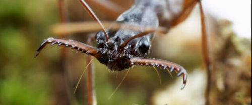 美国现大型锯针属蚂蚁 口器巨大犹如捕兽夹(图)