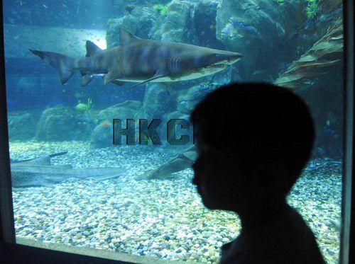 组图:香港海洋公园开启亚洲最大鲨鱼馆