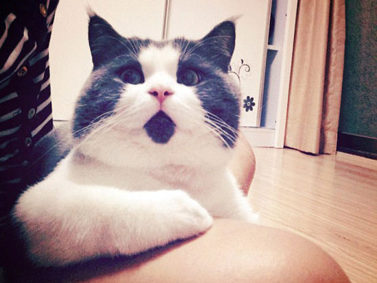 "惊讶猫"网上爆红 圆眼睛小胡子赢得大批粉丝(组图)