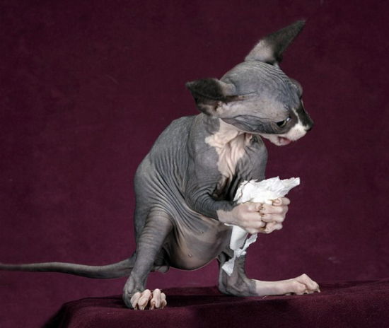 英国摄影师抓拍斯芬克斯猫形如怪物精灵组图