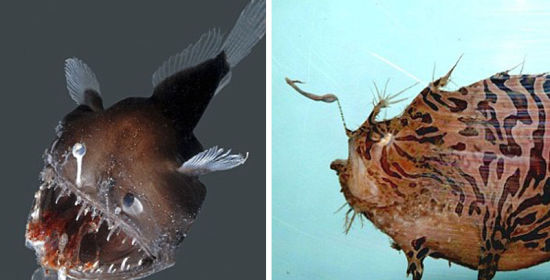 墨西哥湾深海发现奇丑怪鱼系鮟鱇鱼新物种组图