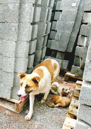 感动中国动物母狗"花花"失踪(图)