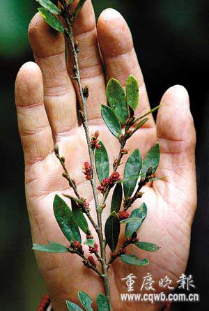 我国特有植物中华蚊母因三峡蓄水将遭灭门(图)