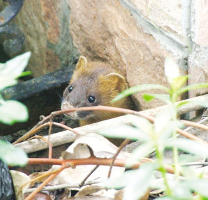 一群黄鼠狼草丛捉迷藏